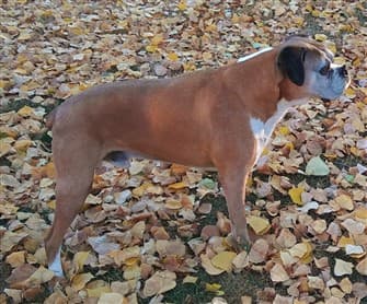 Oldest Living Boxer Dogs Stats