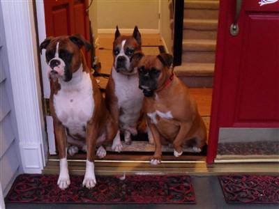 security-boxer-dogs