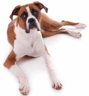 how much should a boxer puppy eat a day