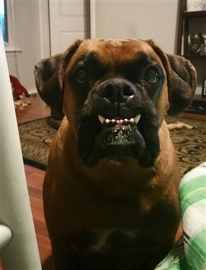 boxer dog barring teeth