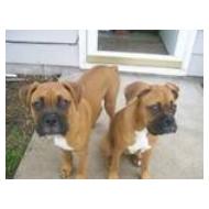 Two Boxer puppies