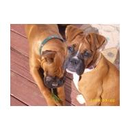 male and female Boxer dogs