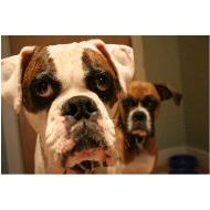 Two Boxer dogs
