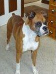Boxer with docked tail