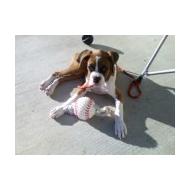 large Boxer puppy