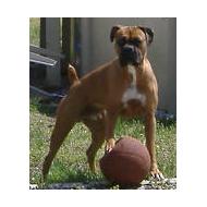 large Boxer dog