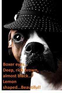 Boxer dog eye boogers