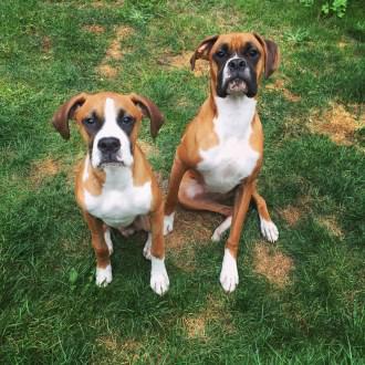 two Boxer dogs sitting outside