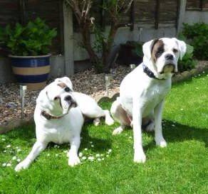 Male and female white Boxer dogs