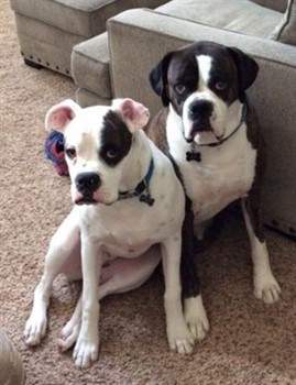 two white boxer dogs