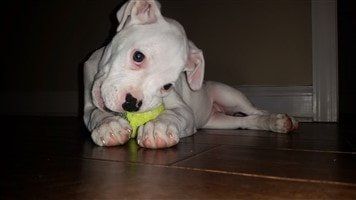 White Boxer: Info, Pictures, Characteristics & Facts