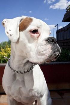 White Boxer dog with tan patch