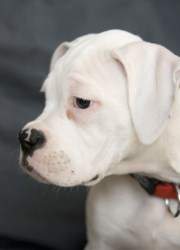 Solid white Boxer dog