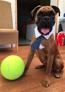 young Boxer dog wearing a tie with large yellow ball
