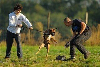 young-boxer-dog-learning-protection-training.