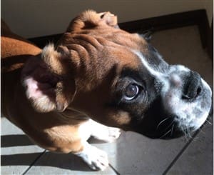 young-boxer-dog-male