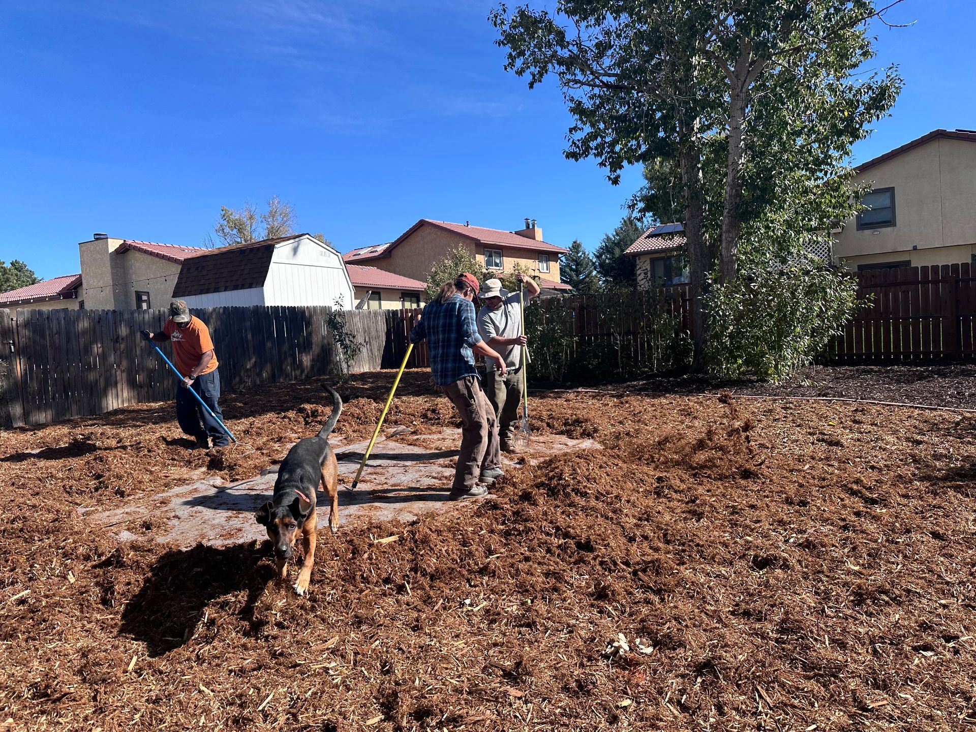 A dog is standing in the middle of a pile of mulch