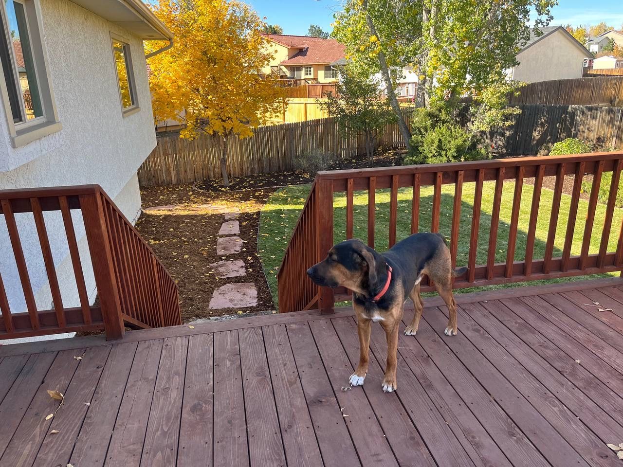 A brown and black dog standing on a wooden deck