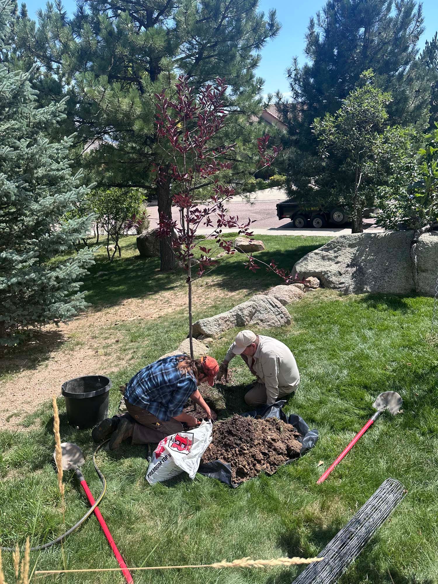 Two people planting a tree in a grassy yard, surrounded by other trees and rocks.