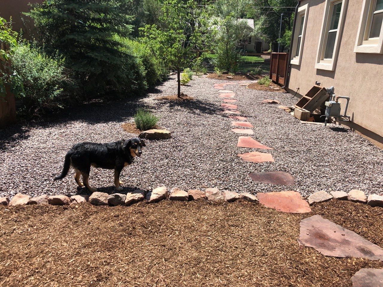 A dog is standing in a gravel yard in front of a house.