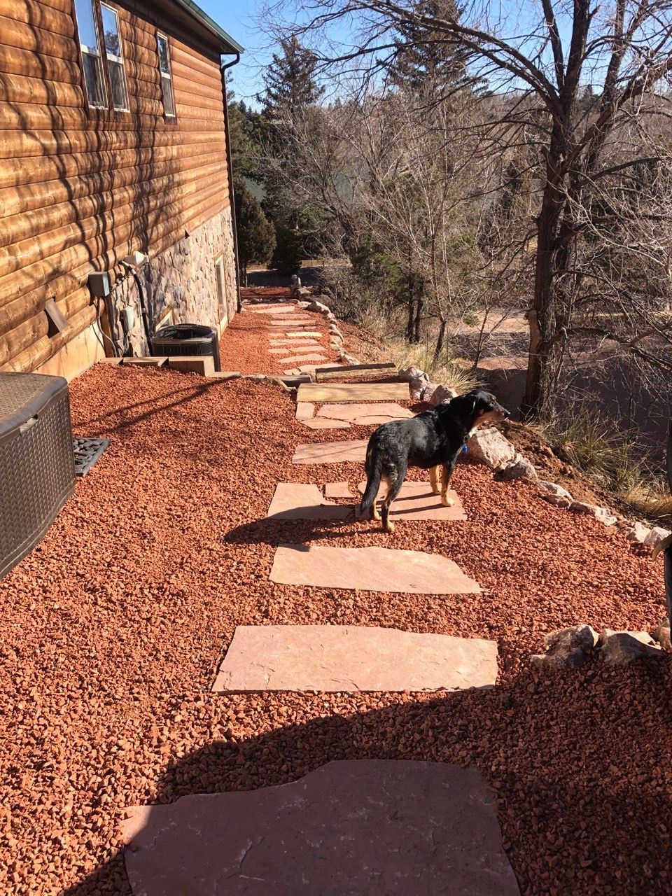 A dog is walking down a path in front of a house.