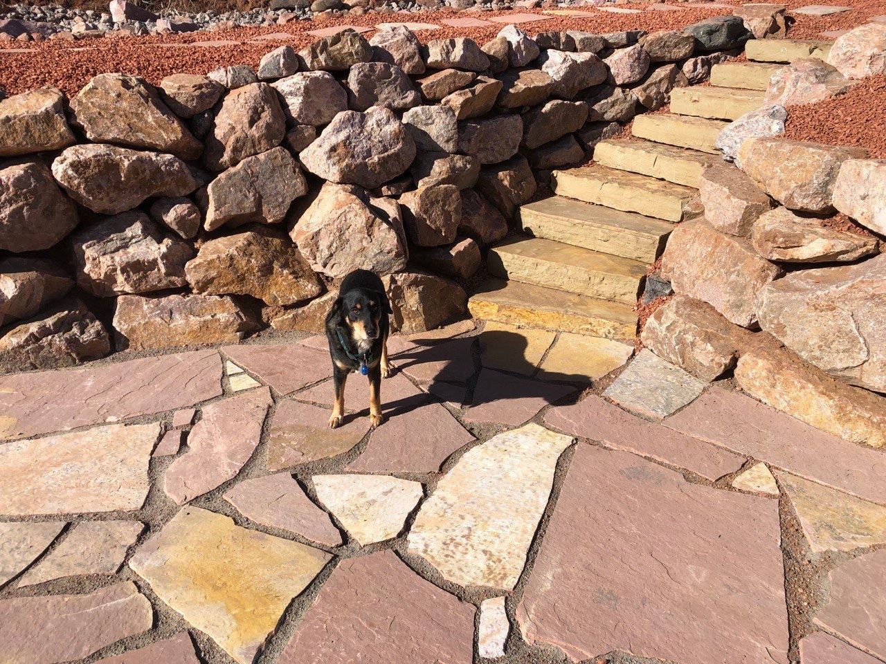A dog standing in front of a stone wall and stairs