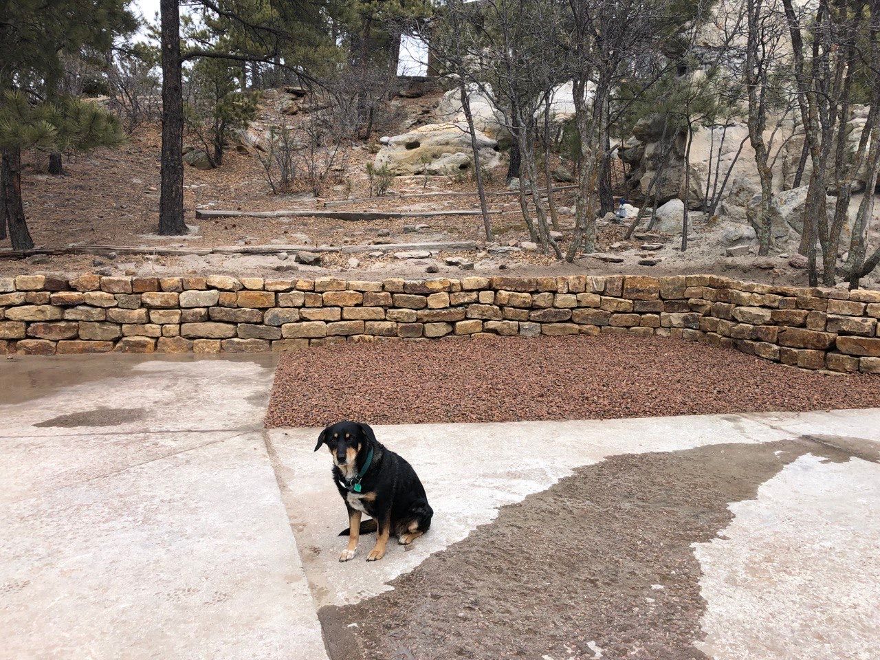 A dog is sitting on the sidewalk in front of a stone wall.