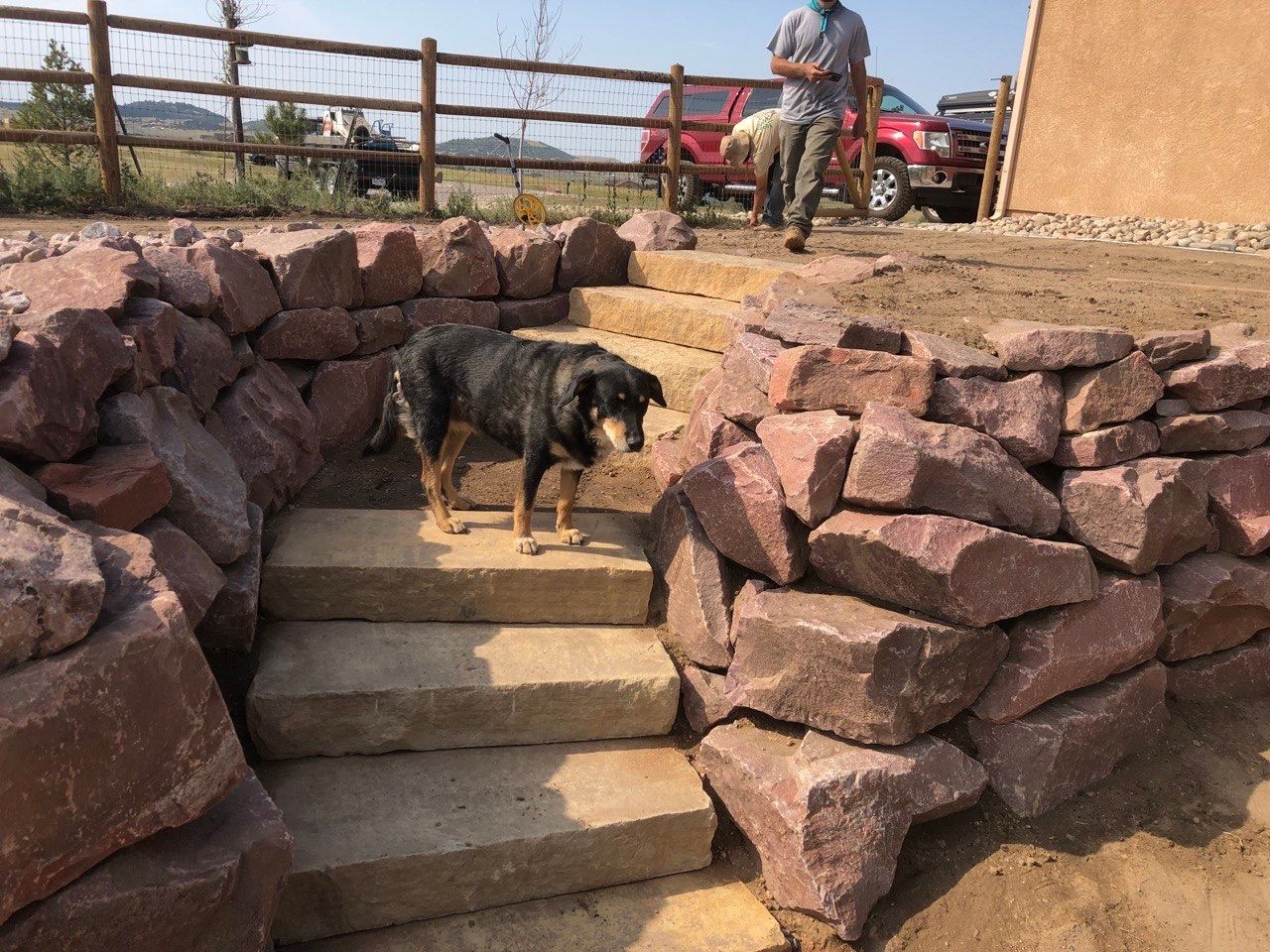 A dog standing on a set of stairs surrounded by rocks