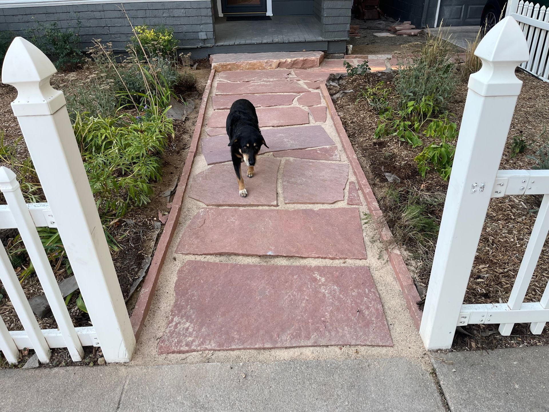 A dog walking down a brick walkway next to a white picket fence