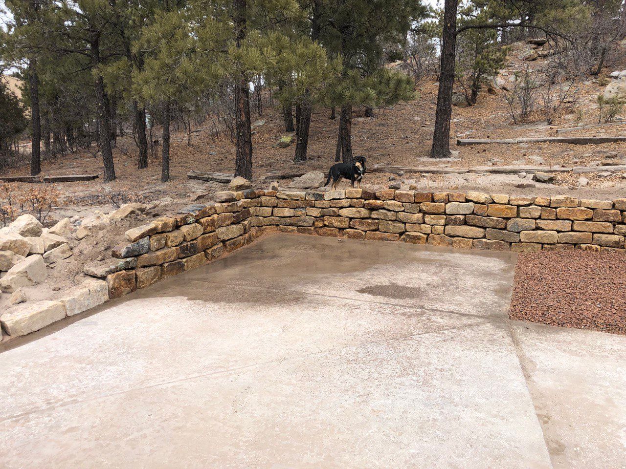 A dog standing in front of a stone wall in the woods