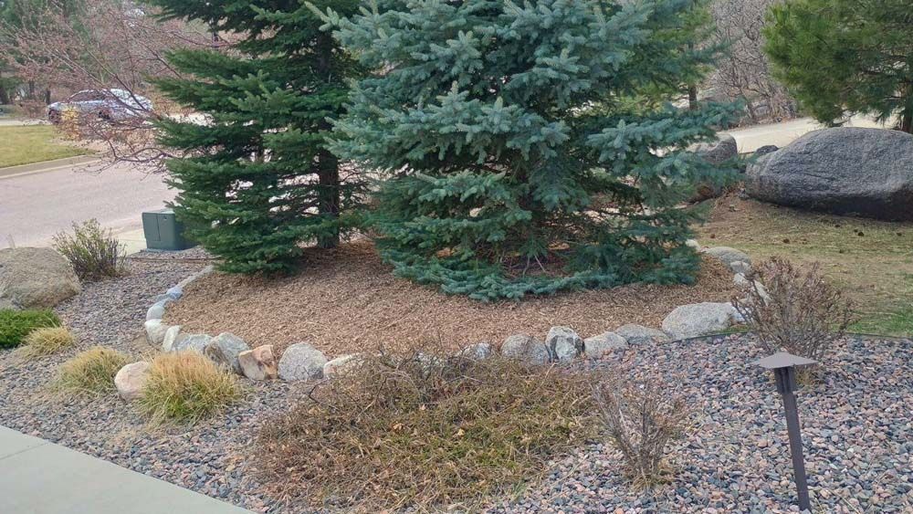 Trees and bushes surrounded by decorative rocks in a yard bed.