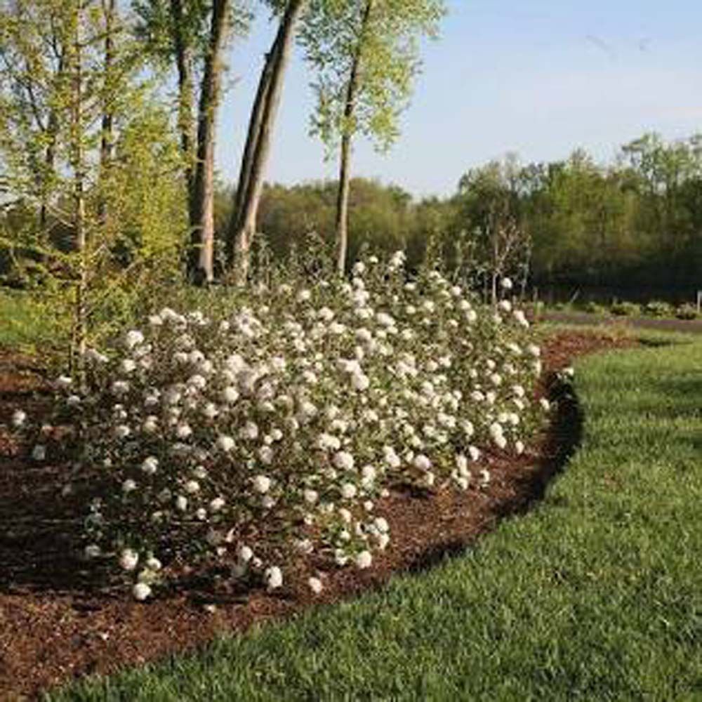 White flowers blooming in a garden bed edged with mulch, framed by a grassy lawn and trees.