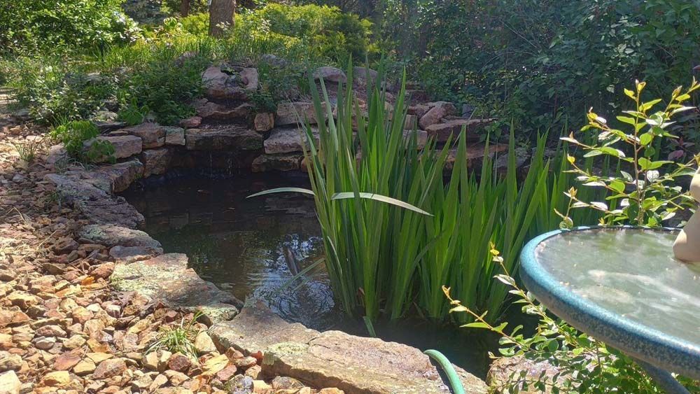 A small backyard pond with tall green plants, surrounded by rocks and vegetation; sunlight.