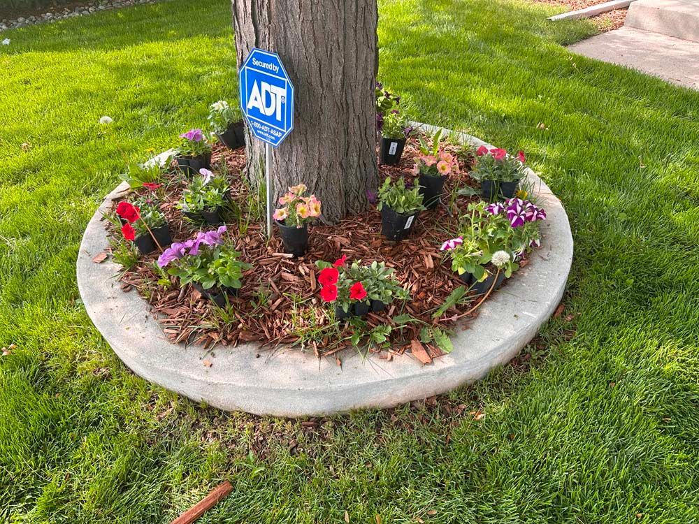 A tree with a concrete ring planter filled with flowers and wood chips, ADT security sign on the trunk, in a grassy yard.