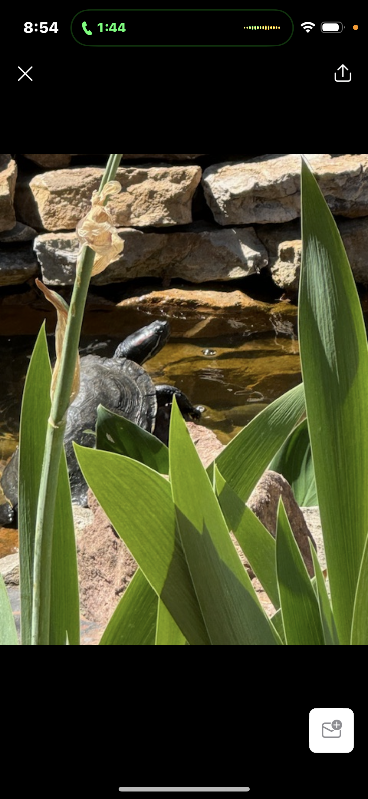 A phone screen shows a picture of a pond and a plant.