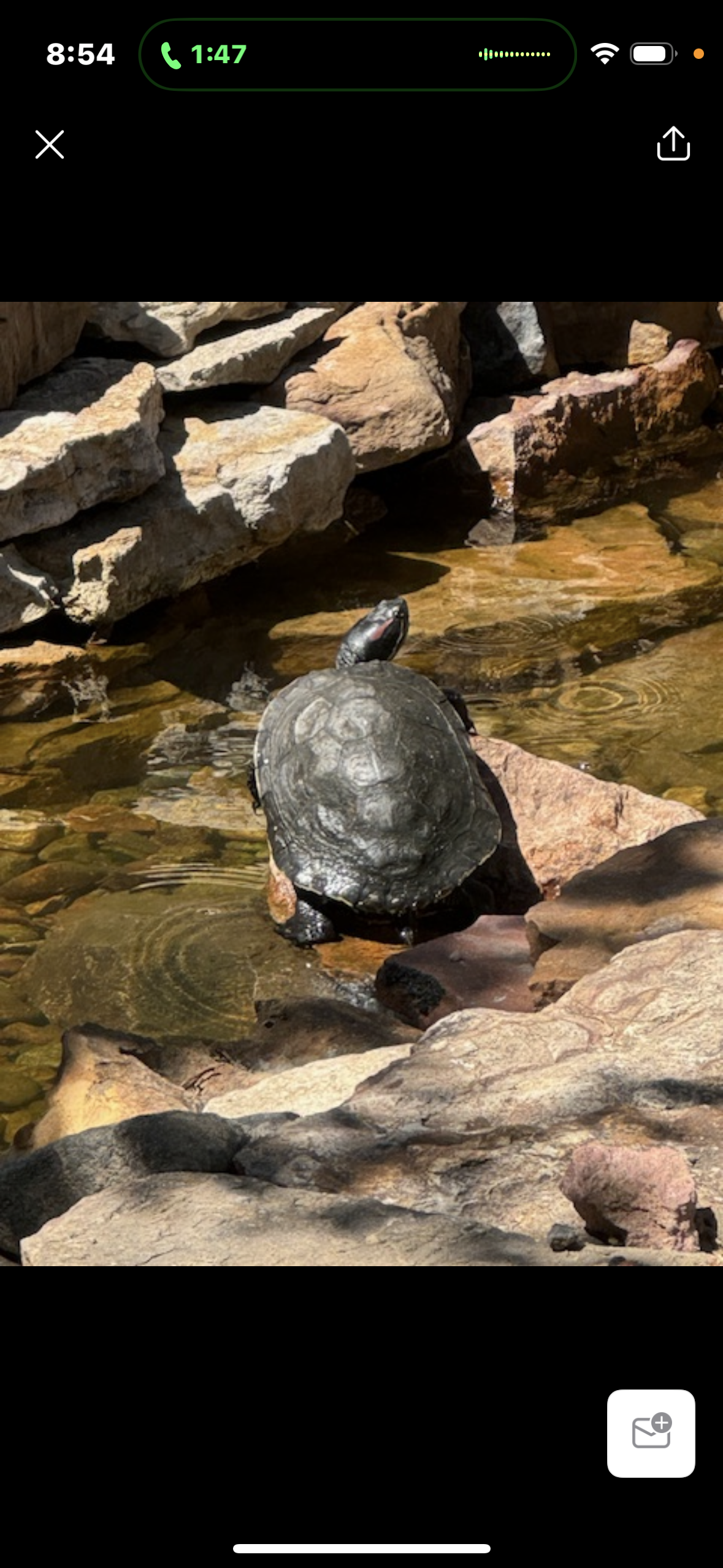 A turtle is sitting on a rock in the water.