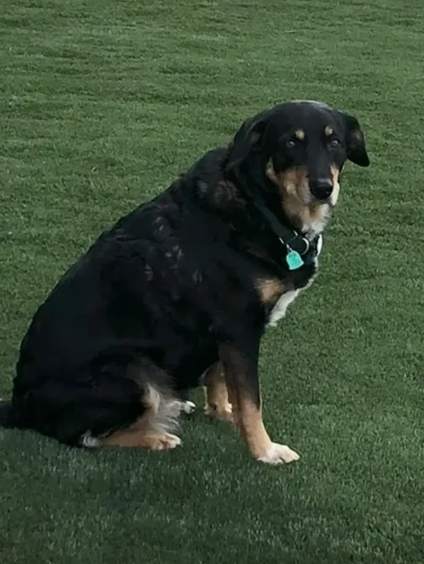 A black and brown dog is sitting on top of a lush green field.