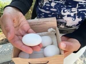 A person is holding a box of eggs in their hands.