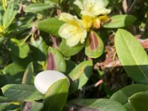 A white egg is sitting on a plant with yellow flowers