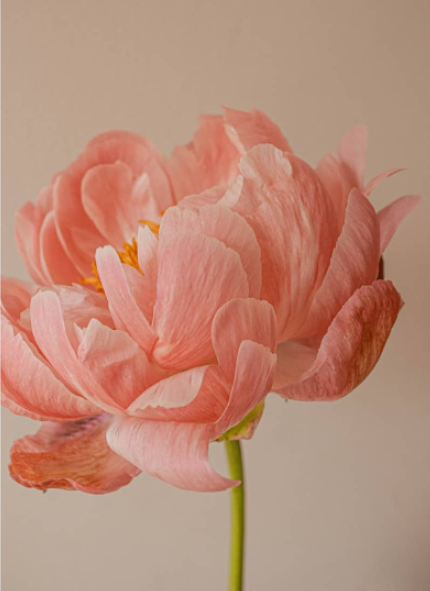 A close up of a pink flower with a green stem.
