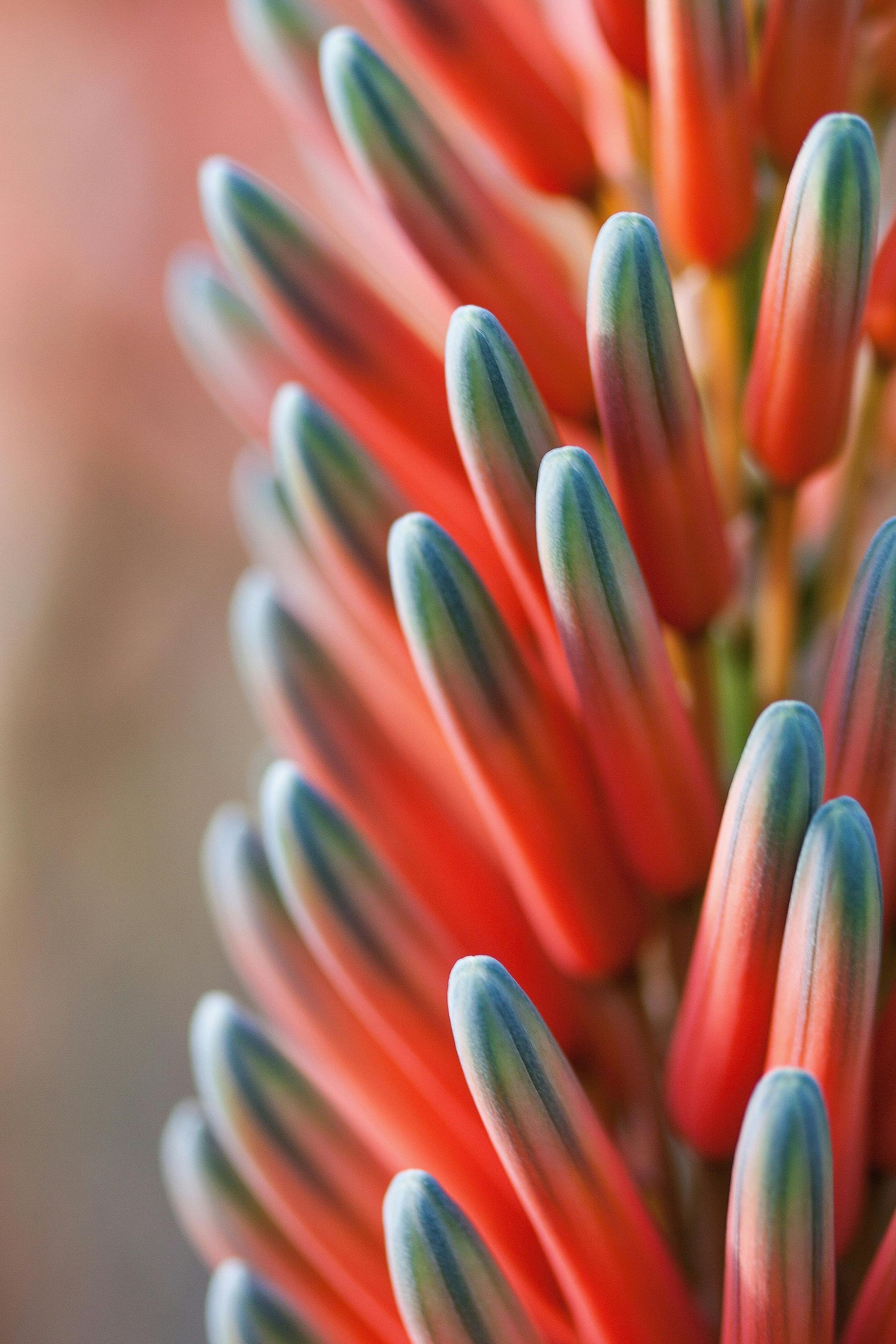 A close up of a red flower with green tips