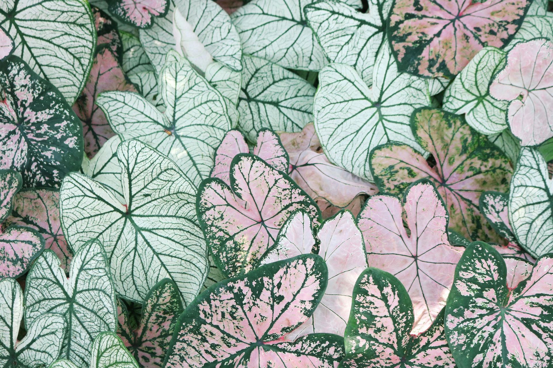 Close-up of colorful caladium leaves: white, pink, and green hues with dark green veins.
