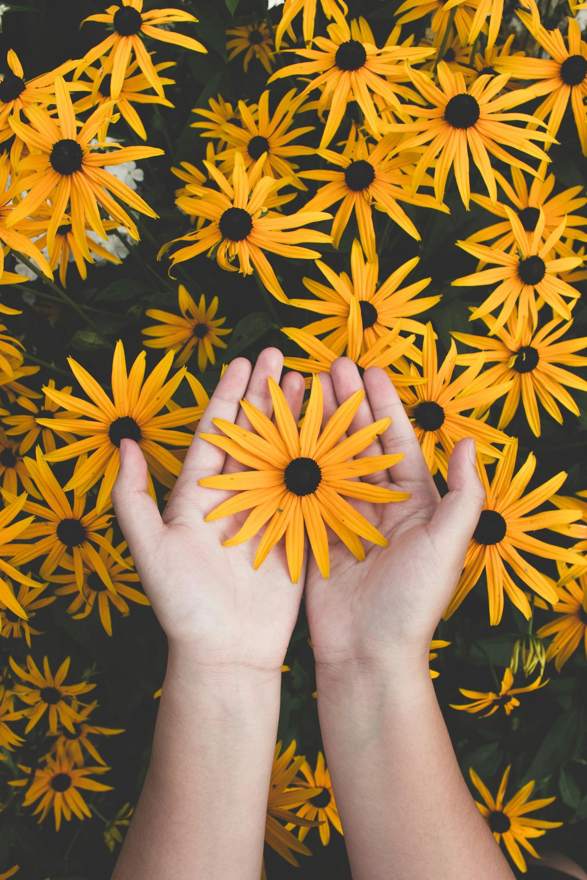 Hands cupping a vibrant yellow and black coneflower, surrounded by more flowers in a garden.