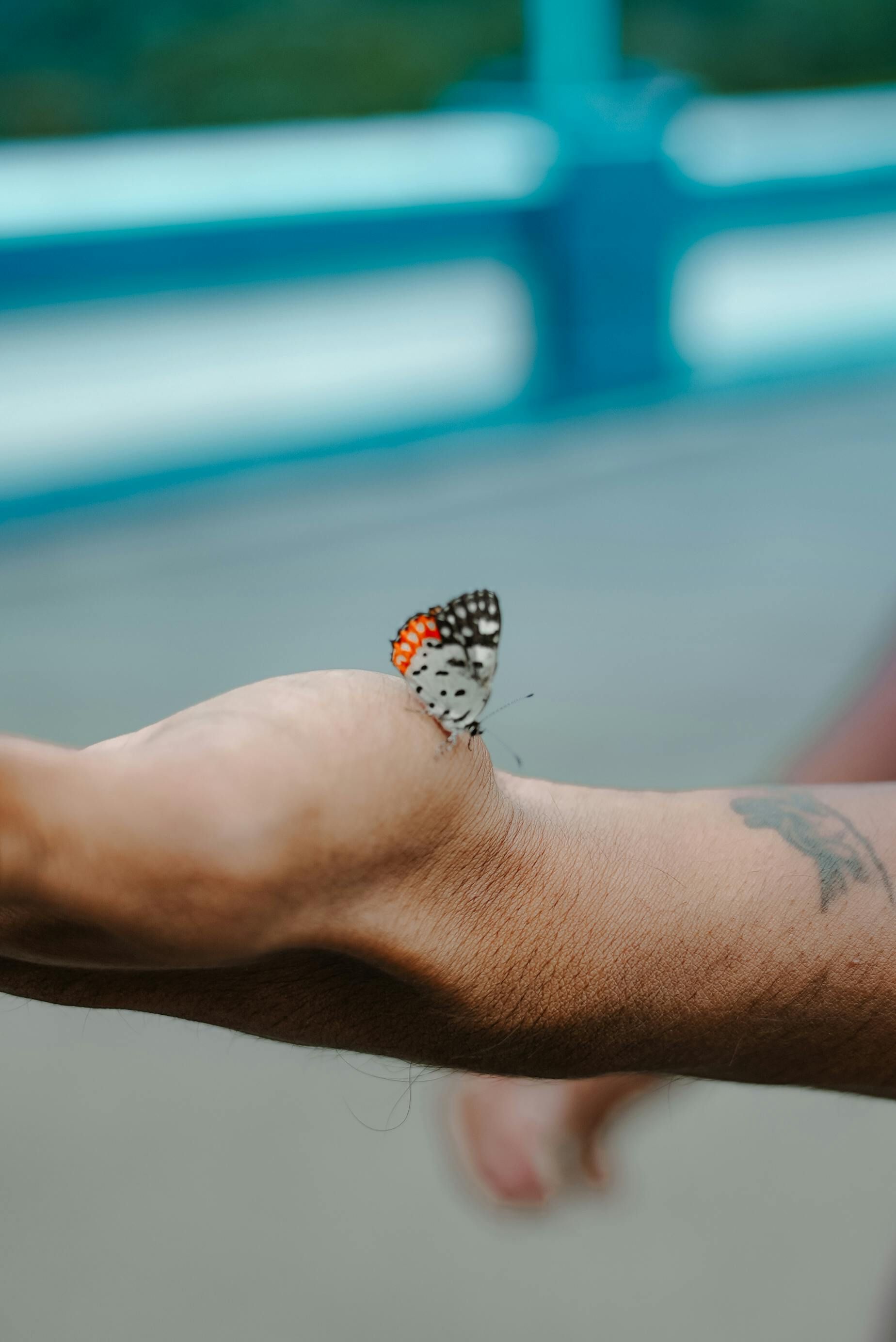 Butterfly with red and black wing pattern perched on a person's outstretched arm.