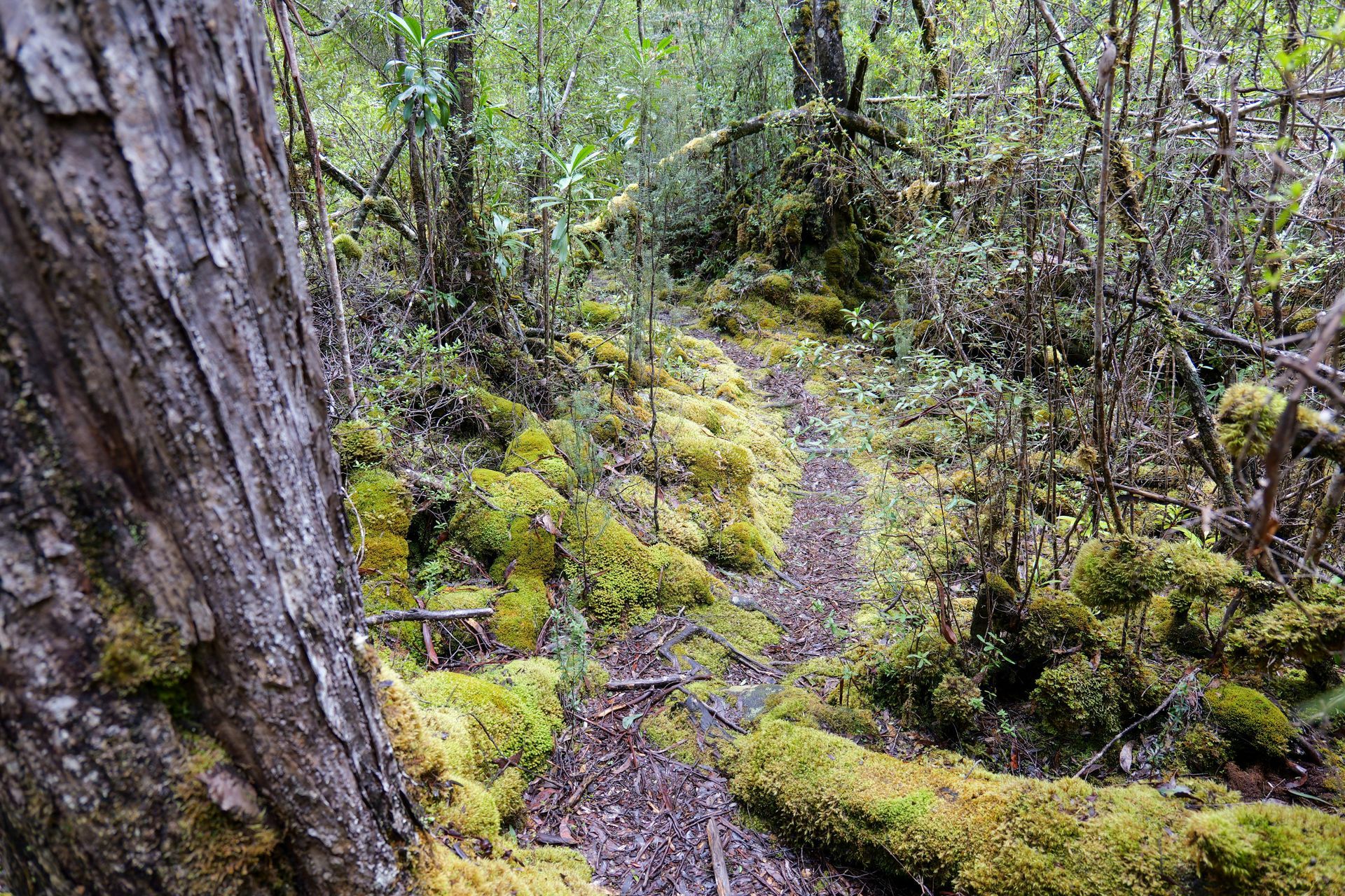 Woman running on a trail through a forest.