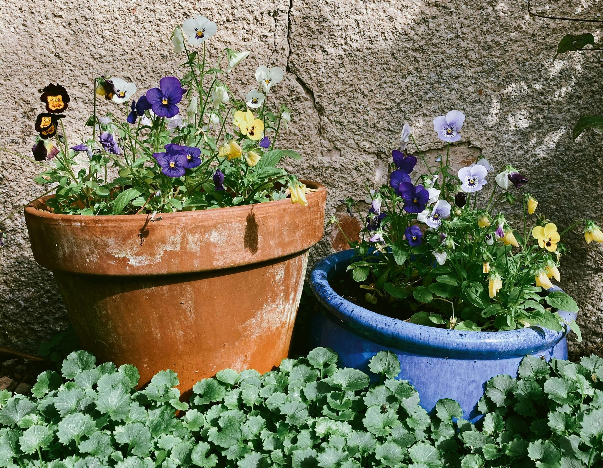 Potted pansies in blue and terracotta pots against a textured wall, surrounded by green groundcover.