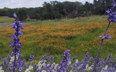 A field of purple and white flowers with trees in the background.