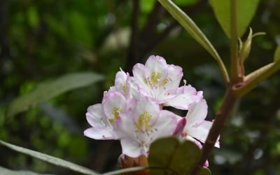 A close up of a pink flower with a yellow center on a tree branch.