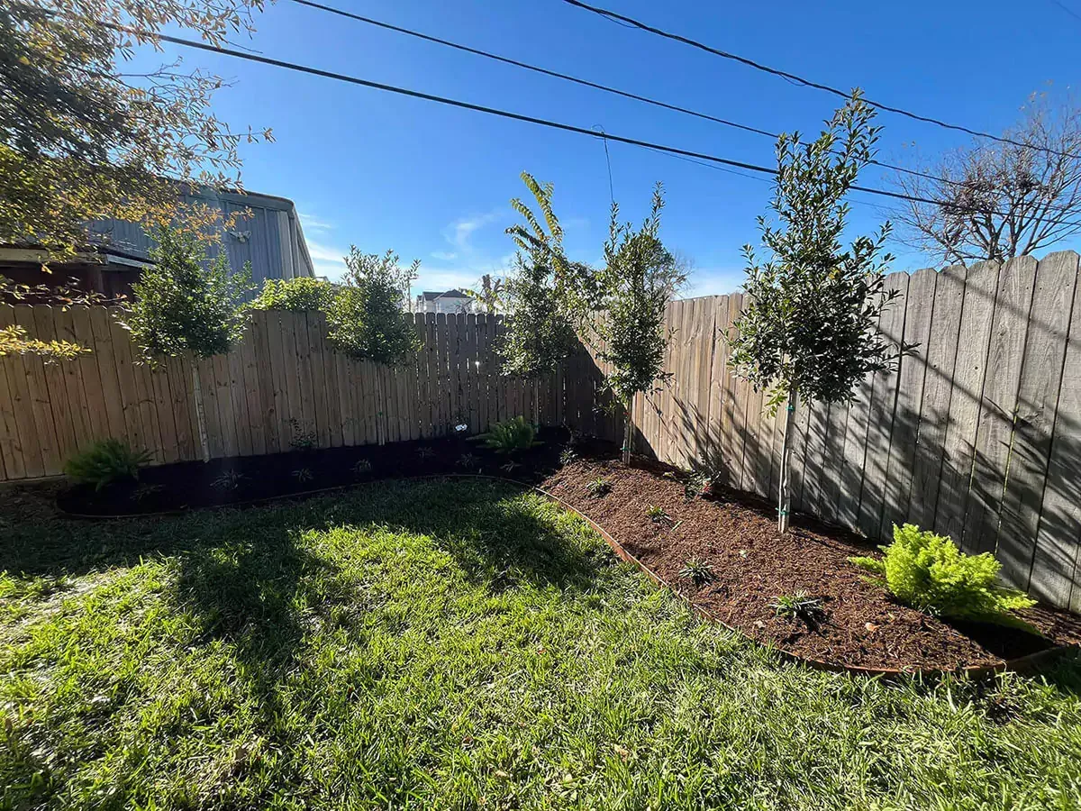 Backyard with a wooden fence, newly planted trees, and mulch around them. Green grass under a bright blue sky.