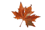 Orange maple leaf on a white background